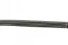 Ремінь генератора BMW 3 (E46)/X5 (E53)/5 (E39) 2.5D/3.0D 98-06 (5PK813) BOSCH 1 987 946 026 (фото 3)