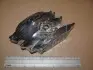 Тормозные колодки передние Renault Captur, Clio, Duster, Fluence, Megane, Scenic, Zoe / Nissan / Daci CHAMPION 573268CH (фото 1)