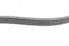 Ремінь генератора Ford Fiesta/Focus 1.4/1.6i 16V 01-12 (6PK1019 ELAST+5PK690 ELAST) CONTINENTAL Contitech 6PK1019 ELAST T1 (фото 11)