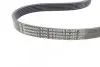 Ремінь генератора Ford Fiesta/Focus 1.4/1.6i 16V 01-12 (6PK1019 ELAST+5PK690 ELAST) CONTINENTAL Contitech 6PK1019 ELAST T1 (фото 5)