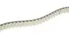 Комплект ГРМ Land Rover Discovery/Range Rover 3.0 TD 09- (20x80z) HEPU 20-2073 (фото 3)